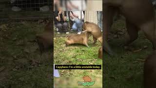 Fighting Capybaras They are not as Chill as Usual Today capybara [upl. by Eniad]