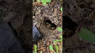 Angry and AGGRESSIVE Yellow Jacket Ground nest hornetking wasp sting [upl. by Soutor]