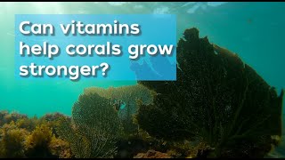 Can multivitamins help save coral reefs [upl. by Mannos516]