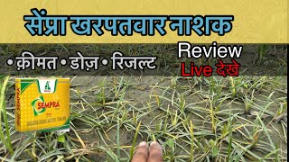 Sempra herbicide reviews  मोथा घास को जड़ से ख़त्म करने वाली दवा  Price dose result of sempra [upl. by Issirk]