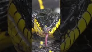 Worlds Deadliest Snakes Venom Unleashed shorts [upl. by Nnawtna]