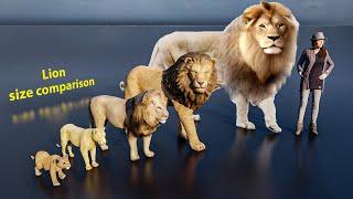 Lion size comparison animals [upl. by Orville]