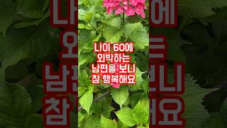 나이 60에 외박하는 남편을 보니 행복해요 실화사연 사연 감동 [upl. by Lilaj]