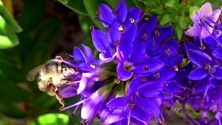 Four banded Flower Bee  Anthophora quadrimaculata [upl. by Irina]