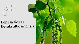 Береза белая Betula albosinensis [upl. by Huey]