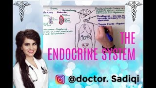 THE ENDOCRINE SYSTEM EXPLAINED UNDER 4 MINUTES [upl. by Melborn808]