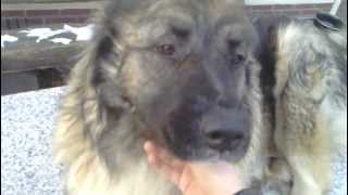 My dads caucasian shepherds [upl. by Le]