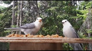 More lovely Canada Jays [upl. by Ennyleuqcaj]