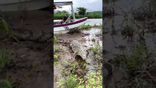 Intense moment as crocodile approaches tour boat operator on Tárcoles River Costa Rica [upl. by Dajma]