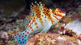 Falco Hawkfish Cirrhitichthys falco [upl. by Oniuqa]