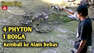 Pelepasan 4 ular phyton ke habitatnya [upl. by Brunelle]