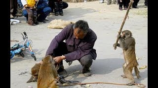 Méchanceté gratuite Drôles de singes à mourir de rire [upl. by Keeley]