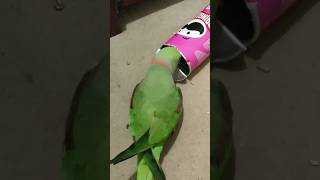 Shoves head in Pringles can taps leaves parrots pets parrot [upl. by Hareemas]