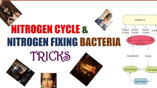 NITROGEN CYCLE AND NITROGEN FIXING BACTERIA TRICKSMINERAL NUTRITIONTRICKSNEETCLASS 11BIOLOGY [upl. by Skyler]