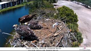 2023 05 04 Osprey Live Stream Moorings Park Naples [upl. by Kawai]