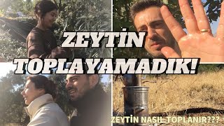 ZEYTİN TOPLADIK  ZEYTİN TARLASINDA BİR GÜN [upl. by Gilbert158]