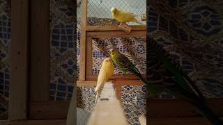 Australian budgie parrots black and red eyes Mini colony Mini Birds Aviary Lahore mini master cage [upl. by Sedaiuqlem]