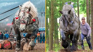 The Strongest Horses In the World Draft Horses [upl. by Shippee]