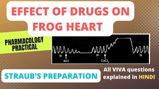 Effect of drugs on frog heart Straub’s heart preparation experimental pharmacology pharmacology [upl. by Hilliard713]