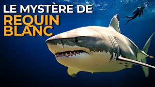 INCROYABLE LE REQUIN BLANC est lun des plus FOUS de locéan  DÉCOUVREZ le MYSTÈRE de sa BIOLOGIE [upl. by Vasquez281]