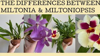 The differences between Miltonia amp Miltoniopsis orchids and how to grow both [upl. by Hennessy]