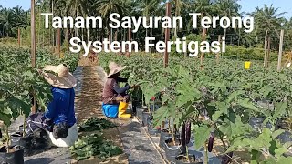 Proses penjagaan tanaman terong system fertigasi phase awal pertumbuhan [upl. by Atikaj]