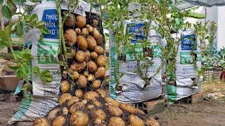 Why do potatoes grow in bags of soil have so many tubers Here is the answer [upl. by Meares]