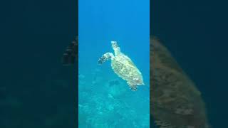 Rare hawksbill sea turtle [upl. by Kirt]