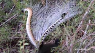 The calls and dance of the Superb Lyrebird [upl. by Ynaffital893]