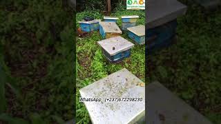 Voici comment jai perdu plusieurs millions en Apiculture [upl. by Annahsad]