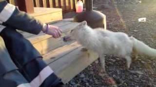 So cute Arctic fox [upl. by Elyl]