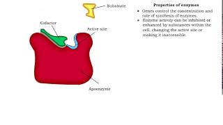 Enzyme structure  Properties of enzymes [upl. by Batholomew495]