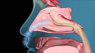 The Common Cold How We Catch It and Treat The Symptoms [upl. by Amehsyt]