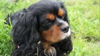 Cavalier King Charles Noir Feu  Volcan [upl. by Jodie854]