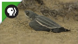 Leatherback Turtle Hatchlings Emerge from Sand [upl. by Azelea15]