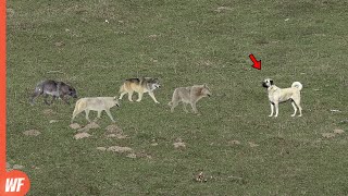 Look What Happened When These Wolves Attacked Kangal [upl. by Doherty729]