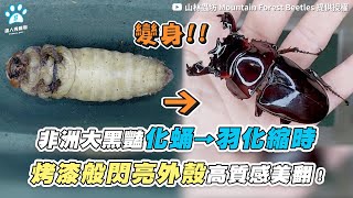 【非洲大黑豔化蛹→羽化縮時 烤漆般閃亮外殼高質感美翻！】｜mfbeetles [upl. by Amanda433]