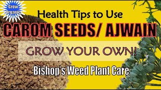 Health Tips to Use Carom Seeds  Growing Requirements for Ajwain  Ajwain Health Benefits [upl. by Adnohsel889]