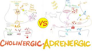 Cholinergic vs Adrenergic Nerve Fibers  Parasympathetic vs Sympathetic Nervous System  Neuro [upl. by Ilzel]