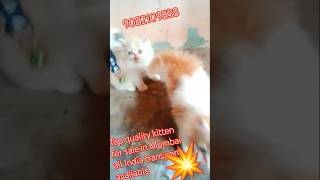 sabse sasta top quality 💥💥 kittens for sale in Mumbai shorts viral trending cat bollywood [upl. by Scott]