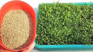 So easy  Grow ajwain  Joan faster from seeds  Grow plants at home [upl. by Merideth]