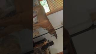 Crazy dogs dog puppy agonising drop a sub it helps [upl. by Adnaloj]