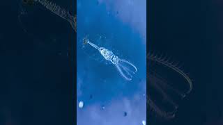 How rotifer look like [upl. by Yesllek]