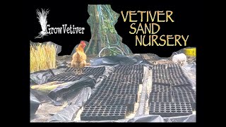 GrowVetiver Sand Nursery for Growing Vetiver Grass Slips [upl. by Aubree]