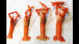 Buy amp Cook Live Scottish Langoustines [upl. by Denny]