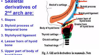 Branchial Apparatus [upl. by Corinne]