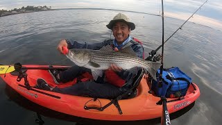 Striped Bass Caught on Sabiki Rig with Ocean Cat Jig as Weight Catch and Cook fishing [upl. by Pelmas]