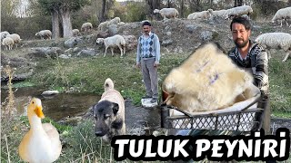 TULUK PEYNÄ°RÄ°  YAVRU KÃ–PEKLERE Ä°SÄ°M KOYUYORUZ  KUZU BABAMI BIRAKMIYOR [upl. by Sonia]