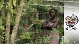 The Battle for Surinames Rainforest [upl. by Gnen]