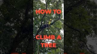 How to Climb a Tree like a Pro nature [upl. by Rahas]